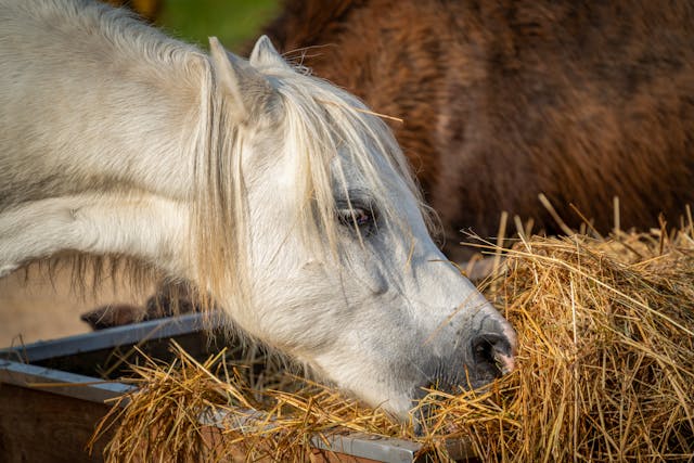 A close-up of a white horse munching on hay.